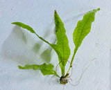 Java Fern Microsorum Pteropus