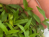 Murdannia Engelsii