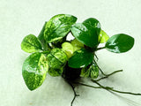 Anubias Pinto
