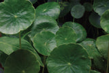 Hydrocotyle Verticillata
