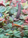 Red Root Floaters