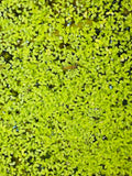 Duckweed