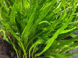 Needle Leaf Java Fern bunch