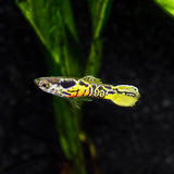 Tiger Endler Guppy