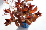 Ludwigia Glandulosa