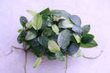 Anubias Pinto
