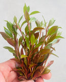 Ludwigia Glandulosa