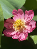 Bowl Lotus Seedlings