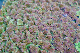 Flaming Red Azolla