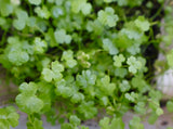 Hydrocotyle Tripartita