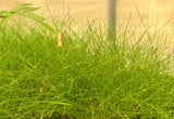Dwarf Hairgrass