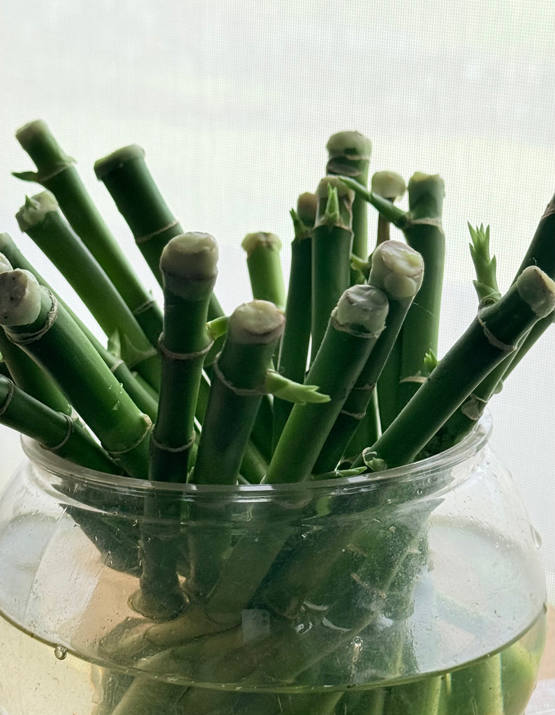 lucky bamboo sale Buy Lucky Bamboo for Sale