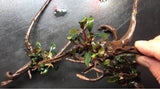 Assorted Bucephalandra on Driftwood