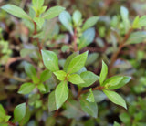 Ludwigia Glandulosa