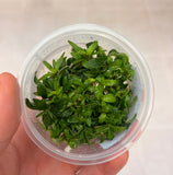 Staurogen Repens Tissue Culture