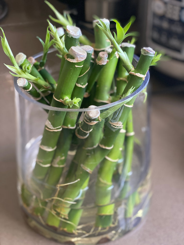 lucky bamboo shoots Buy Lucky Bamboo for Sale