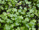 Hydrocotyle Tripartita