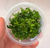 Staurogen Repens Tissue Culture