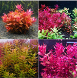 Rotala Macrandra red