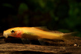 GOLDEN CHINESE ALGAE EATER