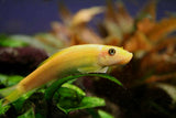 GOLDEN CHINESE ALGAE EATER 5CM