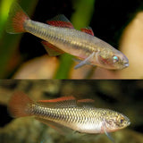 Native Firetail Gudgeons