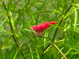 Guppy Grass "Najas guadalupensis"