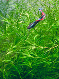 Guppy Grass for sale