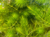 Hornwort Ceratophyllum demersum