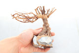 Bonsai Driftwood Tree