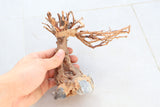 Bonsai Driftwood Tree