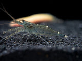 1cm Juvenile Long-Arm Shrimp
