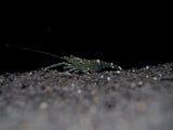1cm Juvenile Long-Arm Shrimp