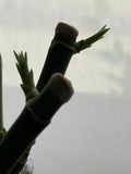 Lucky Bamboo