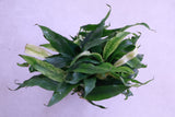 Rare White Anubias Pangolino Variegated