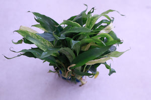 Rare White Anubias Pangolino Variegated