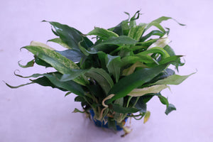 Rare White Anubias Pangolino Variegated