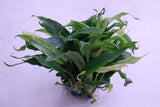 Rare White Anubias Pangolino Variegated