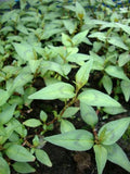 Vietnamese Mint