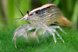 Australian Riffle Shrimp | Filter Shrimp