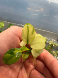 Anubias Nana White