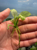 Anubias Nana White