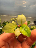 Anubias Nana White