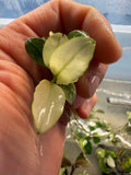 Anubias Nana White