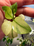 Anubias Nana White