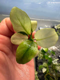 Anubias Nana White