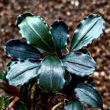 Bucephalandra Sp. ‘Batang Kawa’