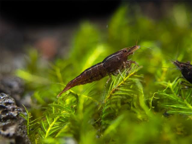 Chocolate Cherry Shrimp Tank Cleaners For Sale