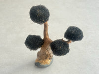 Bonsai Driftwood Tree