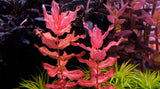 Rotala Macrandra red